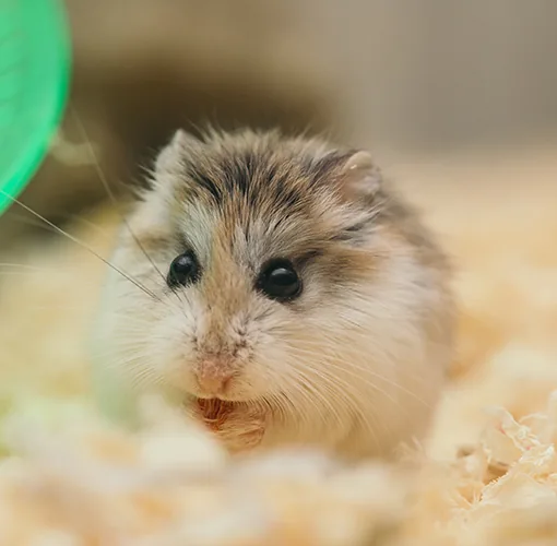 Hámster mascota para niños