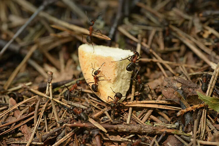 Los gastos hormiga, hormigas con una migua de pan