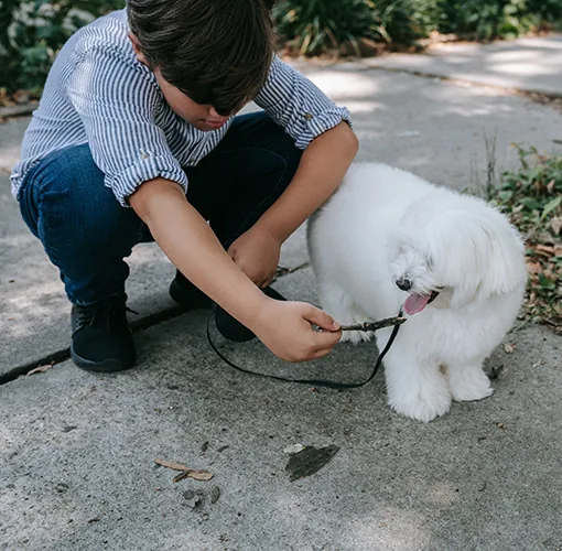 Sacar a pasear a tu mascota, perro.